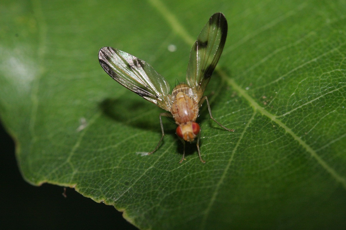 Urophora stylata